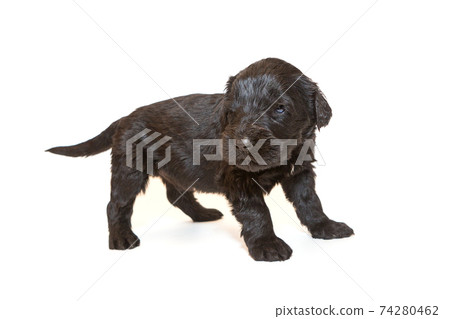 Russian Black Terrier puppy 74280462