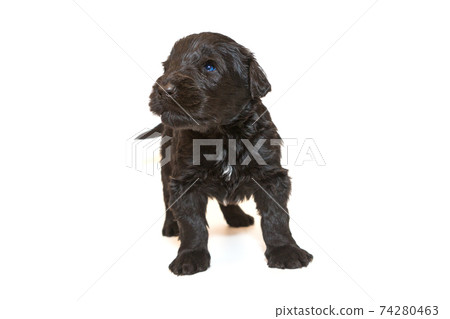 Russian Black Terrier puppy 74280463