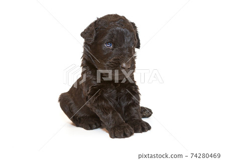 Russian Black Terrier puppy 74280469