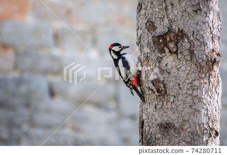 Little woodpecker sits on a tree trunk. The great spotted woodpecker, Dendrocopos major 74280711