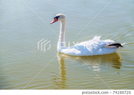 Graceful white Swan swimming in the lake, swans in the wild. Portrait of a white swan swimming on a lake. 74280720