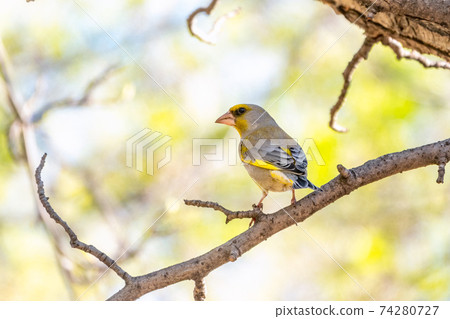 Green and yellow songbird, The European greenfinch sitting on a branch in spring. Green and yellow songbird, The European greenfinch sitting on a branch in spring. 74280727