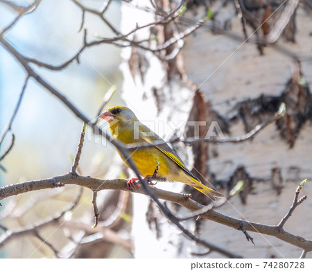 Green and yellow songbird, The European greenfinch sitting on a branch in spring. Green and yellow songbird, The European greenfinch sitting on a branch in spring. 74280728