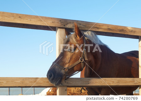 Horse looking through the wooden fence of the paddock - selective focus image Horse looking through the wooden fence of the paddock - selective focus image 74280769