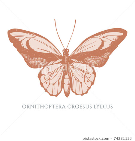 Vector set of hand drawn pastel wallace s golden birdwing 74281133