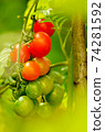 Fresh red tomatoes 74281592