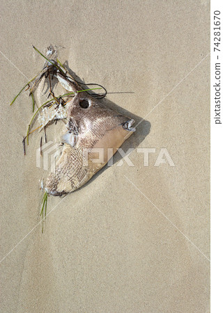 The head of a dead fish thrown by the waves in the sand. The head of a dead fish thrown by the waves in the sand. 74281670