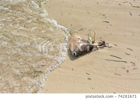 The head of a dead fish thrown by the waves in the sand. 74281671