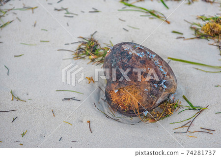 Coconut in mussels on the sand ejected by the waves on the white sand. Coconut in mussels on the sand ejected by the waves on the white sand. 74281737