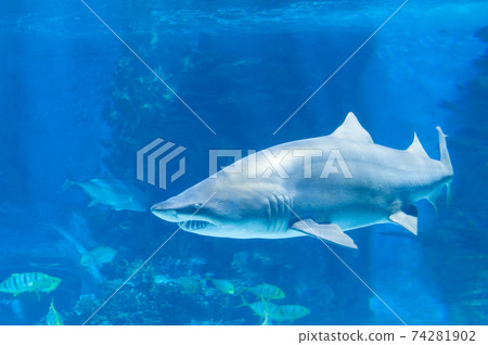 Big shark in deep blue water. Big shark in deep blue water. 74281902