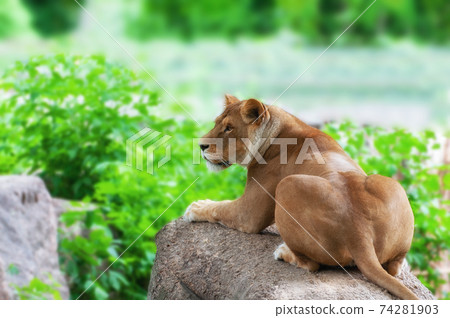 Close Up picture of a lion. 74281903