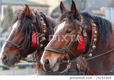 A pair of horses in a harness with bells. A pair of horses in a harness with bells. 74281908