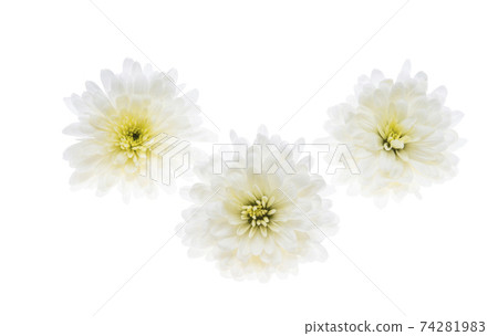white chrysanthemum isolated white chrysanthemum isolated 74281983