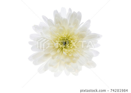 white chrysanthemum isolated white chrysanthemum isolated 74281984