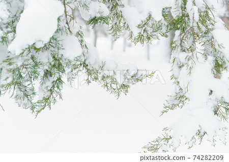 winter city park, trees and branches closeup in the snow, blizzard and snowfall 74282209