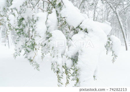 winter city park, trees and branches closeup in the snow, blizzard and snowfall winter city park, trees and branches closeup in the snow, blizzard and snowfall 74282213