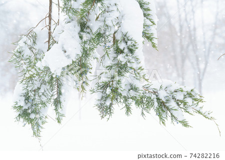 winter city park, trees and branches closeup in the snow, blizzard and snowfall winter city park, trees and branches closeup in the snow, blizzard and snowfall 74282216