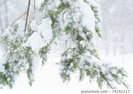 winter city park, trees and branches closeup in the snow, blizzard and snowfall winter city park, trees and branches closeup in the snow, blizzard and snowfall 74282217