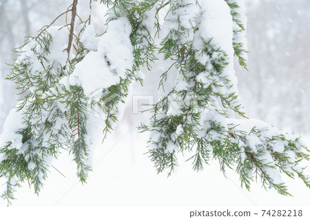 winter city park, trees and branches closeup in the snow, blizzard and snowfall winter city park, trees and branches closeup in the snow, blizzard and snowfall 74282218