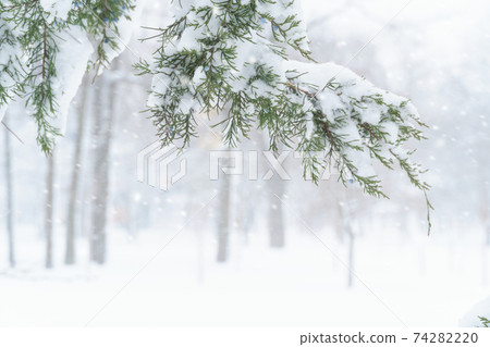 winter city park, trees and branches closeup in the snow, blizzard and snowfall 74282220