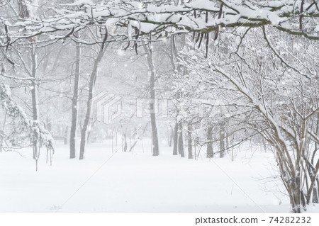 winter city park, trees and branches closeup in the snow, blizzard and snowfall 74282232