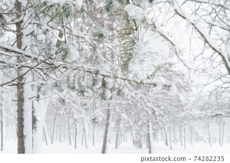 winter city park, trees and branches closeup in the snow, blizzard and snowfall winter city park, trees and branches closeup in the snow, blizzard and snowfall 74282235
