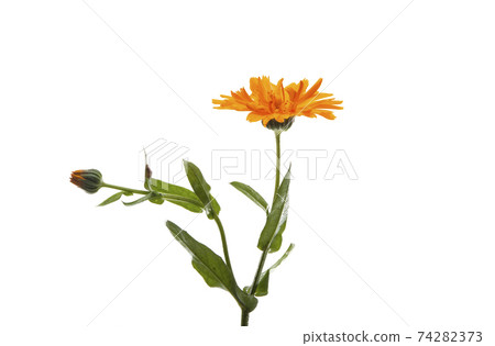 calendula flower isolated 74282373