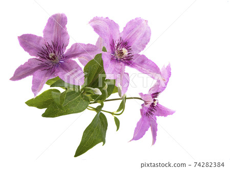 clematis flower clematis flower 74282384