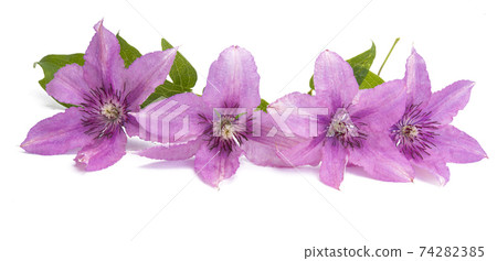 clematis flower 74282385