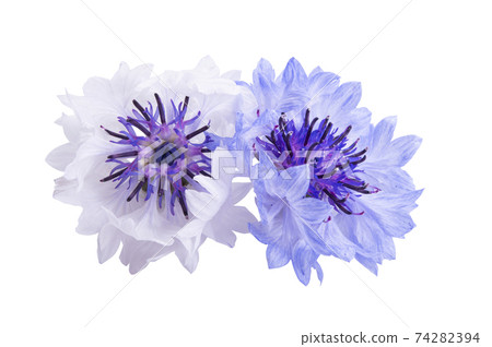 cornflowers flowers isolated cornflowers flowers isolated 74282394