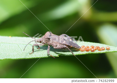 Acanthocoris soybean (during spawning) 74282999