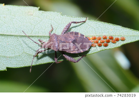 Acanthocoris soybean (during spawning) 74283019