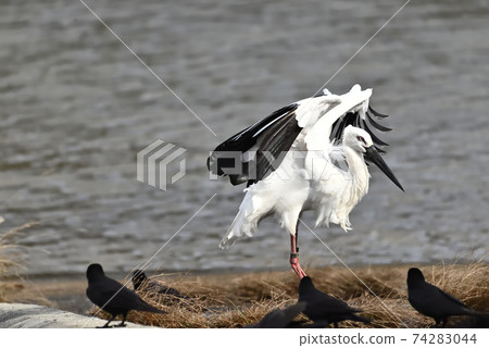 Wild bird / stork 74283044