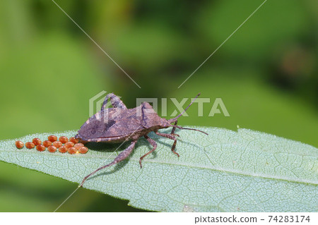 Acanthocoris soybean (during spawning) 74283174