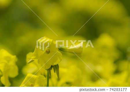 Yellow flowers blooming beside the Okawa walking path 74283177
