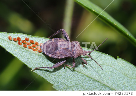 Acanthocoris soybean (during spawning) 74283178