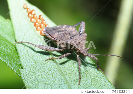 Acanthocoris soybean (during spawning) 74283264