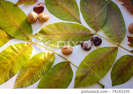 Autumn still life of leaves nuts and apples Autumn still life of leaves nuts and apples 74283295