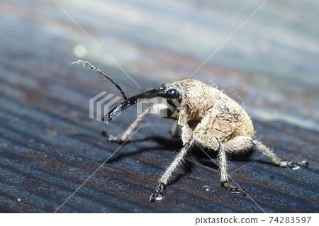 Gray waistcoat (male) 74283597