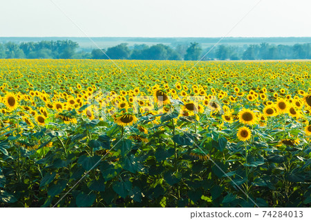 A field of large yellow sunflowers in summer. 74284013