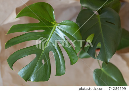 Top view of Monstera Delicacy. Close-up of... - Stock Photo [74284399] -  PIXTA