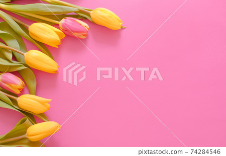 yellow tulips on a pink background, space for text top view. yellow tulips on a pink background, space for text top view. 74284546