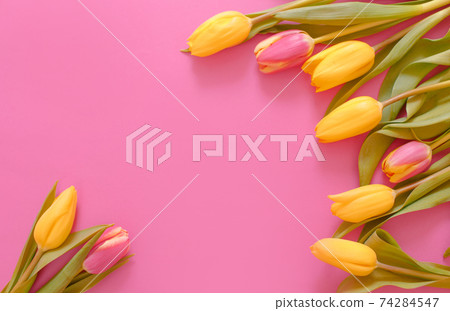 yellow tulips on a pink background, space for text top view. yellow tulips on a pink background, space for text top view. 74284547