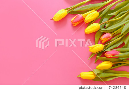 yellow tulips on a pink background, space for text top view. yellow tulips on a pink background, space for text top view. 74284548