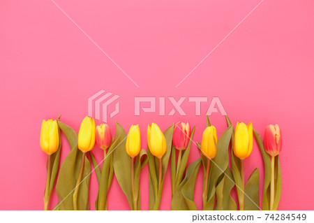 yellow tulips on a pink background, space for text top view. yellow tulips on a pink background, space for text top view. 74284549