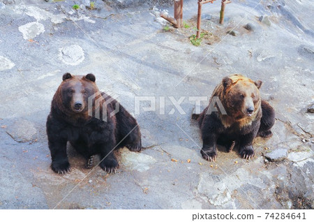 熊熊農場熊農場 74284641