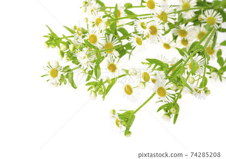 Bouquet of small white autumn daisies. Photo 74285208