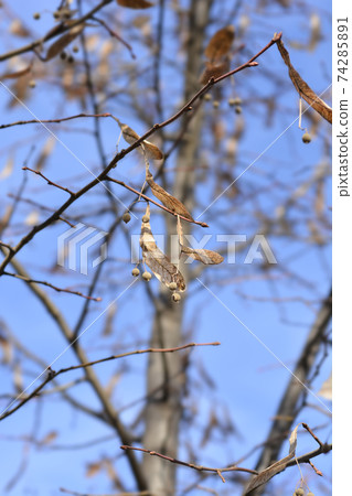 Small-leaved lime Small-leaved lime 74285891