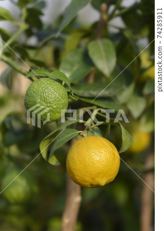 Rangpur lime Rangpur lime 74285911