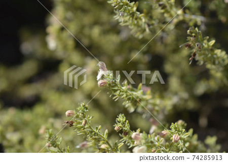 Visianis savory Visianis savory 74285913